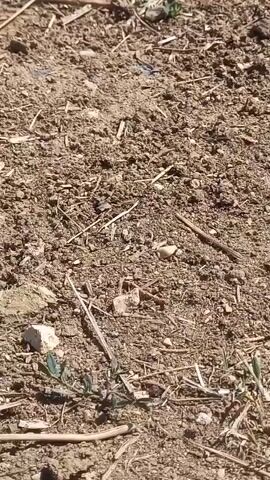 The video shows a close-up, overhead view of dry, cracked soil with scattered twigs and small stones. There is a patch of green vegetation in the lower center of the frame. The lighting suggests it is daytime. The camera is static.