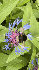 Child plays in Russian village garden, bumblebee forages nearby