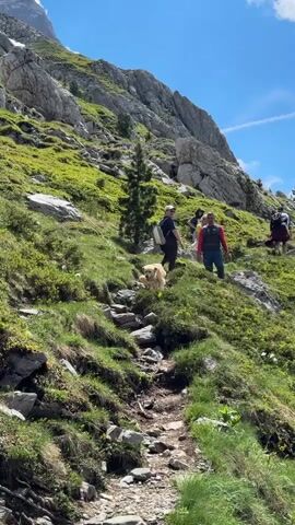 A golden retriever walks down a rocky, grassy mountain trail. Several hikers are walking up the trail behind the dog. The sky is blue with a few wispy clouds. The mountain slopes are covered in green grass and large rocks. The sun is shining.
