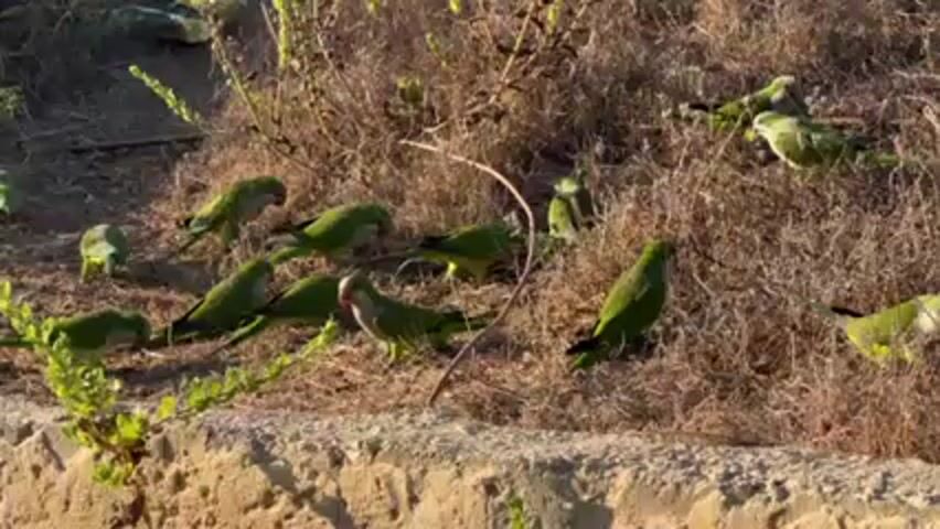 The video shows a group of Monk Parakeets foraging on the ground among dry vegetation. The birds are primarily green with greyish-white breasts. They are scattered across the ground, pecking at the dry weeds. The environment appears to be dry and sunny, with sandy soil. The overall scene captures the birds' natural feeding behavior in this environment.