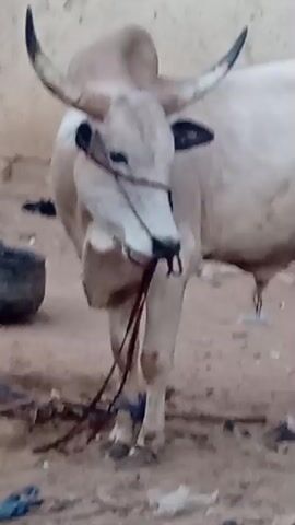 A white bull is standing in a dirt lot. It has long curved horns, a light brown hump behind its head, and is wearing a rope halter tied around its nose and face. There is a dark pot, trash, and a wooden pole to the left of the bull. The background is a wall of uneven texture.