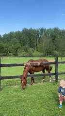 Toddler watches grazing horse in rural Russian pasture