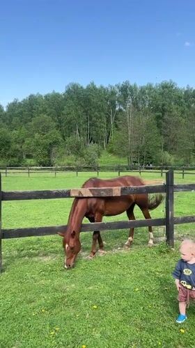 Toddler watches grazing horse in rural Russian pasture