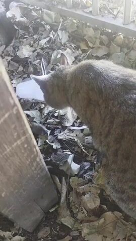 A cat with tabby fur sits among fallen leaves near a white plastic cup. The cat's head is turned toward the cup, which is on its side. In the background, a light-colored fence is visible, and the scene is brightly lit by sunlight.
