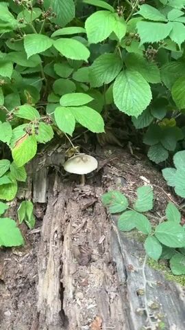 A single mushroom with a cream-colored cap and a slender stalk grows from the side of a decaying log. The log is weathered and covered in moss and other organic debris. Lush green leaves from an unknown plant frame the scene from above and to the sides.