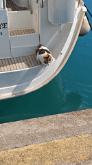 Calico cat walks from boat to pier at Turkish marina