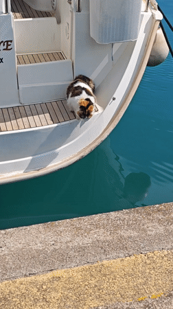 Calico cat walks from boat to pier at Turkish marina