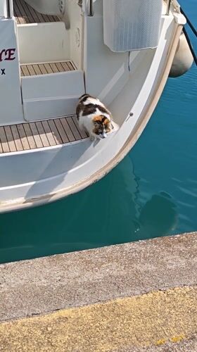 Calico cat walks from boat to pier at Turkish marina