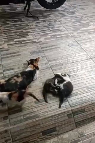 A calico cat lies on its side on a tiled floor, facing away from the camera. Two kittens huddle together to the right of the calico cat. One kitten is mostly black and white and appears to be wrestling with another kitten that is mostly black with some tabby markings. The calico cat turns its head to look towards the kittens. A second, smaller kitten, with white and brown markings, approaches the larger kittens from the left.