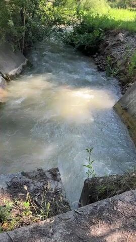 This is a close-up shot of a narrow channel of water flowing between two concrete walls covered in moss and vegetation. The water is a murky, yellowish-brown color and appears to be moving quickly, with white foam and ripples indicating turbulence. Sunlight filters through the dense green foliage on the banks, casting bright spots on the water's surface. Overhanging trees and bushes create a canopy, shading the scene. The overall impression is one of a natural waterway that has been partially channeled for an unknown purpose, with the surrounding environment reclaiming the concrete structures.