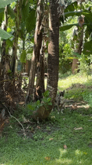 Dogs and squirrel spotted in green area, Kediri Indonesia