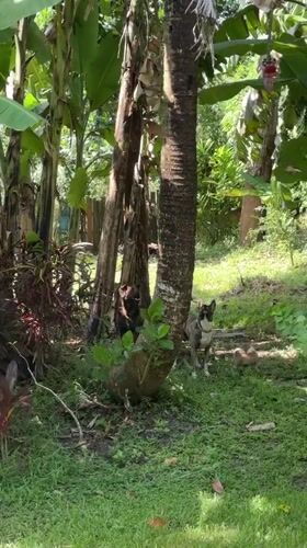 Dogs and squirrel spotted in green area, Kediri Indonesia