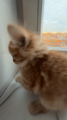 Orange kitten spotted on windowsill in Khimki, Russia