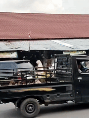 Everyday street life documented in Lhokseumawe market area