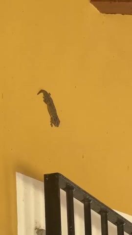 The video shows a small gecko with gray and brown mottled skin clinging to a yellow wall. The gecko is positioned upside down, with its body elongated and its head pointed upwards. Below the gecko, a black metal railing with vertical bars is visible. The railing appears to be part of a staircase or balcony. The background wall is a bright yellow. The gecko shifts its position slightly, moving its limbs to maintain its grip on the wall. It then appears to move to the top of the railing, with its tail still pointing upwards. The gecko's body is narrow and elongated, with visible legs and toes. The video is shot from a low angle, looking up at the gecko and the wall.
