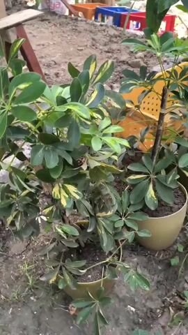 The video displays several potted plants, specifically Schefflera trees, in an outdoor setting. The plants are characterized by their glossy, dark green leaves with splashes of yellow variegation. Some of the plants are taller and more established, while others are smaller and appear to be younger. They are situated in what appears to be a yard or garden area with loose soil and some scattered debris. In the background, there are hints of a wooden structure and some colorful plastic crates, suggesting a domestic or potentially commercial setting where plants are grown or sold. The lighting suggests it is daytime, likely in the morning or afternoon, with natural sunlight illuminating the scene. The overall impression is one of a plant nursery or a well-maintained garden. No people are visible in the frame. The setting appears to be in Kiblawan, Philippines, as indicated by the provided location context, which could imply a tropical climate. The plants themselves are the central focus, showcasing their lush foliage and varied stages of growth.