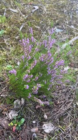 The video shows a close-up, slightly shaky view of a flowering heather plant. The plant is green with small purple flowers clustered on its branches. It is growing in a natural outdoor environment with dry leaves, pine needles, and some moss visible on the ground around it. The lighting suggests it is daytime.