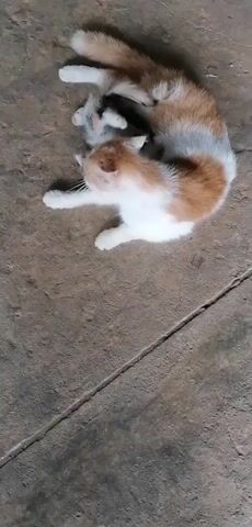 A litter of kittens is nestled together on a concrete surface. The kittens are a mix of calico and orange and white colors. One kitten, with orange and white markings, is positioned on top of the pile, nuzzling into the other kittens. The camera is positioned directly overhead, looking down at the animals.
