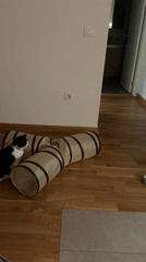 Cat plays with toys in Belgrade home
