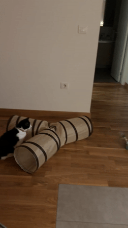 Cat plays with toys in Belgrade home