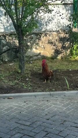 This short video captures a lone rooster standing in a garden area. The rooster is primarily reddish-brown with a vibrant red comb and wattle. It is positioned in the center of the frame, amidst dark soil and patchy grass. Behind the rooster, a stone wall is visible, partially covered in shadows cast by the leaves of a nearby tree. The tree itself, with its green foliage, occupies the left side of the frame. The ground in the foreground is paved with grey and white interlocking bricks, suggesting a pathway or driveway.

The scene appears to be outdoors, likely in a garden or backyard. The lighting suggests it is daytime, possibly late morning or early afternoon, given the strong shadows. The weather seems pleasant, with ample sunlight. No people are present in the video. The rooster seems to be casually observing its surroundings, showing no signs of distress or particular activity other than standing and occasionally shifting its weight. The location context of Gudauta, Abkhazia, places the scene in a Black Sea coastal region known for its natural beauty and agricultural land. There is no visible text in the video.