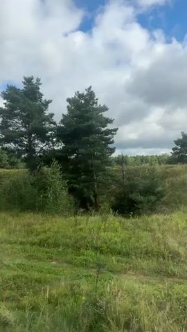The video is a first-person perspective video of a landscape. The camera is moving forward, likely from a vehicle. The scene is a grassy field with several trees, including tall pine trees and smaller deciduous trees. There are also power lines visible in the background, with poles and wires crossing the scene. The sky is partly cloudy with blue patches. The overall impression is that of a rural or natural environment, possibly seen from a moving vehicle.