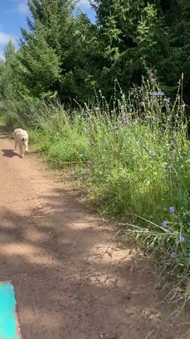 A light-colored dog trots on a dirt path bordered by tall green grass and wildflowers. The dog is in the center of the frame and is moving from left to right. Sunlight filters through the trees, casting shadows on the path.