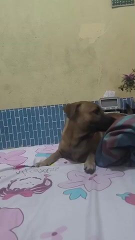 A brown dog is lying on a bed with a floral patterned sheet. The dog is partially covered by a blue and maroon blanket. The dog turns its head and looks at the camera. There is a blue tiled wall behind the bed and a yellow wall above it. On the wall above the bed, there are some decorative items including a clock and a small fan.