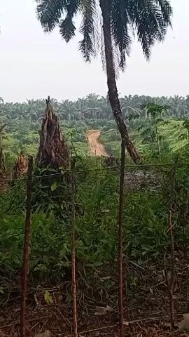 The video shows an outdoor scene with palm trees and other vegetation. A dirt road winds through the palm plantation in the background. There is a large dead tree trunk in the middle ground. In the foreground, a fence made of thin wooden stakes and wire runs across the frame. The sky is overcast.