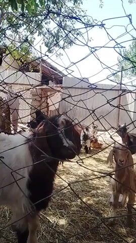 The video shows a group of goats in an outdoor enclosure. The enclosure appears to be made of wire fencing and possibly wood. The ground is covered in hay or straw. There are at least four goats visible, varying in color and size. One goat in the foreground is black and white, facing the camera and looking directly at it. Another goat, lighter in color, is standing to the right of the first goat and also appears to be looking towards the camera. In the background, there are other goats, some of which are lying down. There is a building or structure in the background, partially obscured by fencing and trees. The overall impression is of a rural or farm setting. The lighting suggests it is daytime.
