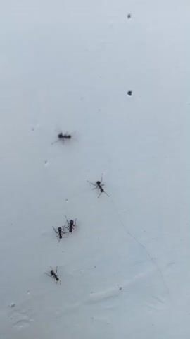 A video captures a close-up of a white surface, possibly a wall or ceiling, with several small black ants crawling across it. The ants are scattered across the frame, with some clustered together and others moving independently. Fine, almost invisible strands, possibly spider webs or threads, are visible crisscrossing the surface, with one ant appearing to be interacting with one of these strands. The lighting is even, suggesting an indoor or overcast outdoor environment. The focus is sharp on the ants, making their segmented bodies and thin legs clearly discernible.