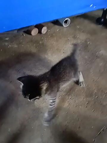 A young dark-colored kitten is on a concrete floor. The kitten has stripes on its legs and a long tail. The kitten is looking down and sniffing the floor. There is a blue tarp in the background and some wooden objects.