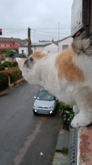 Calico cat spotted on ledge in Viadana, Italy
