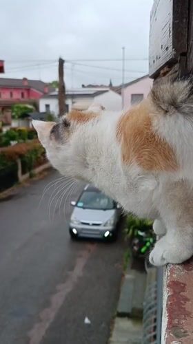 Calico cat spotted on ledge in Viadana, Italy