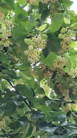 The video shows a close-up of a tree with green leaves and clusters of small, light-yellow flowers. A bee is visible flying among the flowers. The footage appears to be filmed from below, looking up at the branches. The background is slightly blurred, suggesting it is either a shallow depth of field or the focus is on the flowers and bee. The lighting is soft and natural, indicating an outdoor setting.