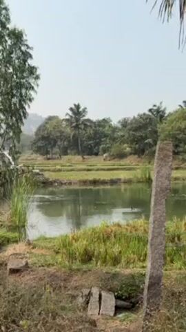 The video depicts a serene rural landscape with a pond as the focal point. The pond is surrounded by lush greenery, including tall grass, shrubs, and trees. A stone structure or retaining wall is visible at the edge of the pond. In the background, there are fields and more trees, with a hint of a hill in the distance. A few palm trees are scattered throughout the scene. A dark bird is swimming on the pond. The sky is overcast. Two gray stone pillars stand in the foreground. The overall scene conveys a sense of tranquility and natural beauty.