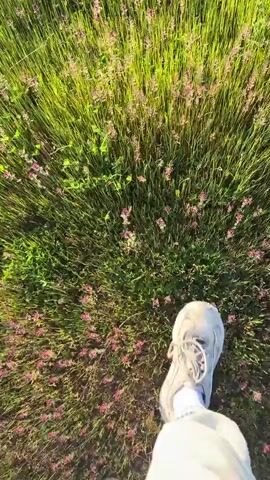 The video presents a first-person, downward-facing perspective of a person walking through a field. The primary subjects are the person's feet and the ground directly in front of them.

The person is wearing light-colored (possibly off-white or beige) athletic shoes with laces and light-colored pants. White socks with light blue stripes are visible above the shoes.

The scene is a verdant field or meadow, densely covered with tall, green grass. Scattered throughout the grass are numerous small flowers, predominantly pinkish-purple in hue. The lighting is bright and sunny, suggesting it is daytime, possibly morning or late afternoon due to the warm, slightly golden illumination on the grass.

The activity depicted is walking, with the camera moving forward in sync with the steps. There are no discernible emotions conveyed directly by the visual content, nor is there any visible text. The overall impression is one of a peaceful stroll through a natural outdoor environment.