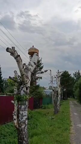 A low-angle shot shows the top of a dead birch tree with a circular wooden platform built on top. Two white stork figures are perched on the platform, with one appearing to be a chick. The tree is trimmed and has power lines running near it. In the background, there is a road, grass, a red fence, and other trees. The sky is cloudy. The camera zooms in on the stork figures.