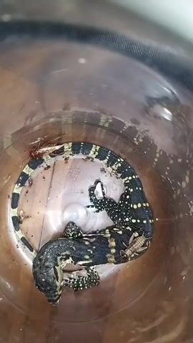 A monitor lizard is coiled inside a clear plastic container. The lizard has black and yellow markings. There are also several insects inside the container, including ants and what appear to be cockroaches or similar-looking insects. The container appears to be made of clear plastic and has a black rim. The background is blurry and out of focus.