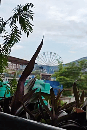 Phewa Lake, rooftop cats, and a Ferris wheel at twilight