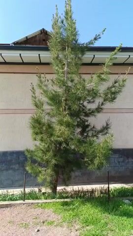 The video shows a young evergreen tree with green needles growing in front of a building. The building has a beige wall with a gray brick base and a dark roof. There is a patch of grass on the right side of the tree and a patch of gravel on the left. The sky is blue.