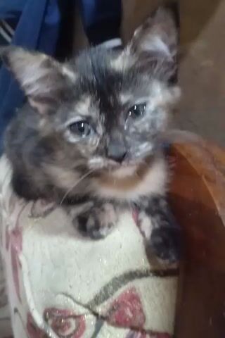The video shows a close-up view of a tortoiseshell kitten lying on a patterned fabric surface, possibly a cushion or blanket. The kitten is partially obscured by a wooden object, likely a table or chair leg, in the upper portion of the frame. The kitten's face is the primary focus, with its eyes partially closed and its paws resting near its face. The kitten appears to be resting or sleeping. The lighting is dim, suggesting an indoor environment. The patterned fabric has floral motifs in red and cream colors.