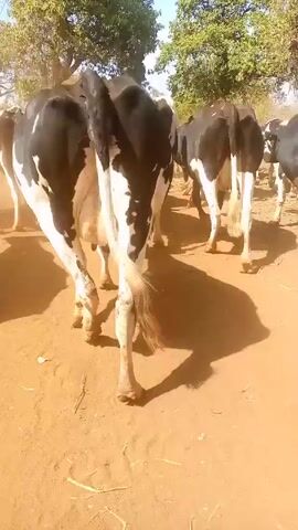The video shows a herd of cows walking on a dirt road. The cows are mostly black and white, and they are kicking up dust as they walk. The road is surrounded by trees. The camera is following the cows from behind.