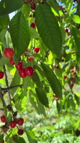 The video shows a cherry tree laden with ripe, red cherries. The camera focuses on the branches, which are heavily laden with fruit, amidst green leaves. The background shows a lush green garden or field, indicating a sunny, outdoor environment. The scene is still, with no visible movement of people or objects beyond the natural sway of the branches in the breeze.