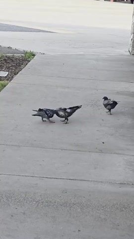 Three pigeons are on a concrete sidewalk. One pigeon is on the left, facing right. Another pigeon is in the center, facing left. The third pigeon is on the right, facing left. All three birds appear to be interacting with each other, possibly foraging or engaged in a social behavior. The scene is outdoors, with a hint of grassy area and some brown mulch to the left of the sidewalk. The lighting suggests it might be daytime, possibly late afternoon or early morning due to the soft, diffused light and lack of harsh shadows. The concrete appears somewhat worn, indicating an urban or suburban setting. There is no visible text in the image.