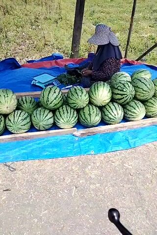 A person wearing a dark hijab and a floral patterned long-sleeved shirt sits behind a table covered with a blue tarp. The table displays rows of watermelons. The person is wearing a wide-brimmed hat and is looking down at something in their lap, possibly working with it. The background shows a grassy, somewhat unkempt field with a few trees and a wooden post supporting a canopy. The ground in front of the table is covered with light-colored gravel or wood chips. The scene appears to be outdoors, possibly a market stall.