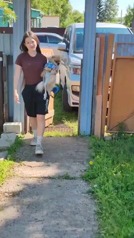 A young female with long brown hair, wearing a brown t-shirt and black shorts, walks towards the camera carrying a small fluffy dog in her arms. The dog is wearing a colorful bandana. Behind the girl, a white vehicle is parked. A larger dog with tan and white markings is visible in the background, standing on its hind legs and barking. The scene appears to be outdoors in a yard with a dirt path and grass. A metal gate is visible to the right.
