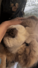 Chow Chow enjoys quiet morning moments with owner in Bulgaria
