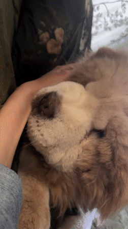 Chow Chow enjoys quiet morning moments with owner in Bulgaria