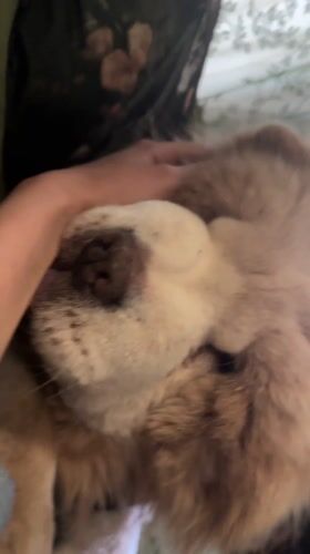 Chow Chow enjoys quiet morning moments with owner in Bulgaria